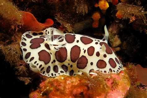dotted sea slug peltodoris atromaculata atlantis gozo dive centre malta