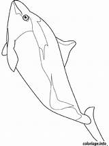Marsouin Dalls Delfini Delfino Animali Poisson Coloriages Poissons sketch template