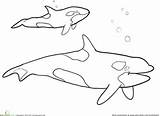 Whale Whales Beluga Printable Getdrawings Tots Designlooter sketch template