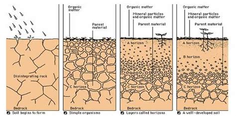 formation  soil processes  soil formation