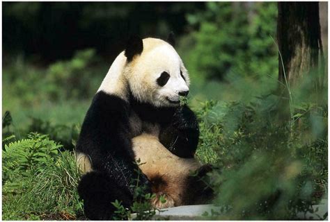 cute giant panda bear animal pictures