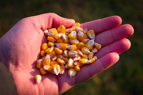 grow corn  seeds top tips