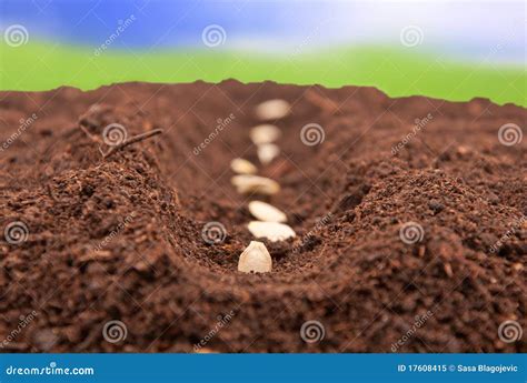 sementes plantadas na terra imagem de stock imagem de cultivar
