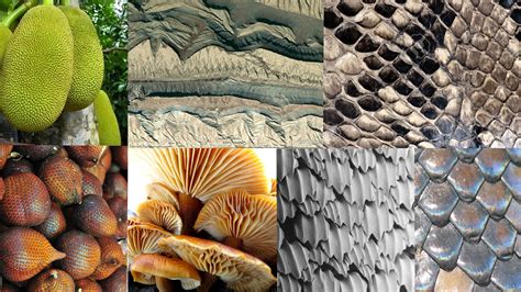 biomimicry natural surfaces ruta vronevskyte textiles  materials  structure