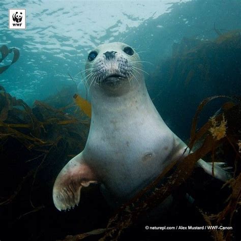 buenos dias sorpresa entre el bosque de kelp retrato de una joven foca comun en el canal de
