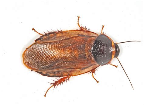 Bunyipco The Surinam Cockroach