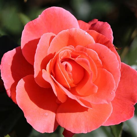 happy anniversary bush rose  litre roses squires garden centres