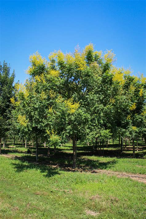 golden raintree  halka nurseries