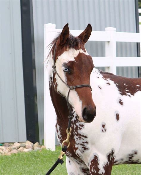 overo  tobiano  cat tracks paint horse horse love american