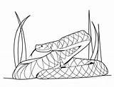 Rattlesnake Bestcoloringpagesforkids sketch template
