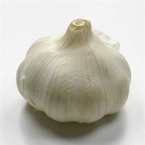 garlic creationwiki  encyclopedia  creation science
