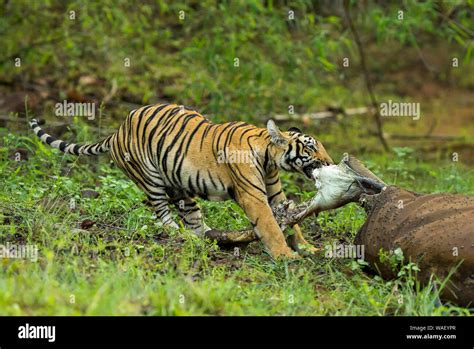 tiger eating meat  res stock photography  images alamy