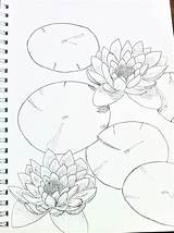 Draw Seerosenblatt Bleistift Negro Skizzen Gazo Skizze Zeichnung Lilies sketch template