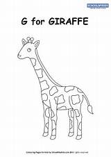Giraffe Worksheet Coloring Schoolmykids Worksheets Craft sketch template