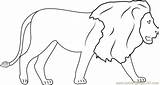 Coloring Lions Walking Coloringpages101 Pages sketch template