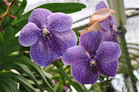 dandb orchids dallas garden buzz