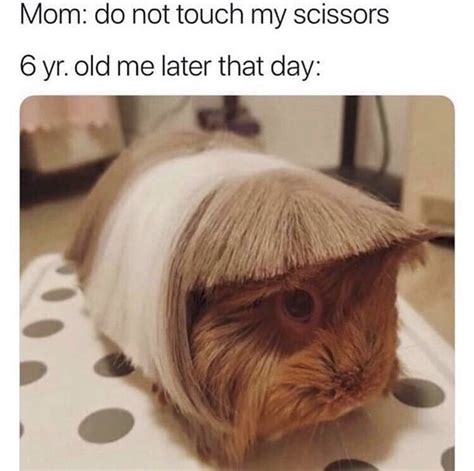 haircut memes  convince    grows