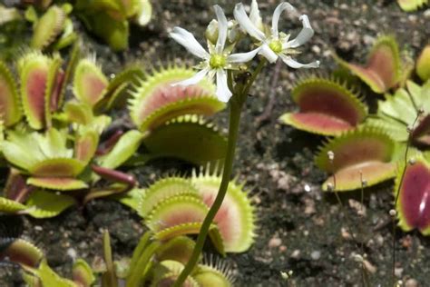 carnivore garden drawbacks  allowing  venus flytrap  flower