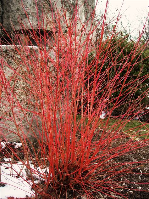 variegated red twig dogwood companion plants