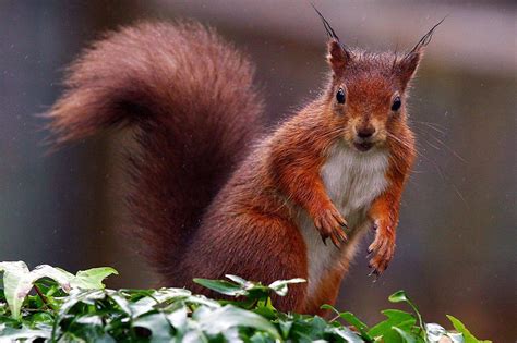 red squirrels   doomed  mps give  year quest  eradicate