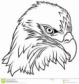 Eagle Bald Head Drawing Easy Simple Stock Vector Outline Illustration Coloring Eagles Getdrawings Fledgling American Alamy sketch template