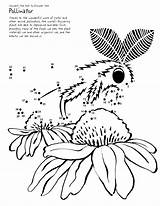 Pollination Coloring Moth Dots Connect Kids Worksheet Printable Pollinating Work Designlooter Complete Continue Needs Flowers Order Help 6kb Print sketch template