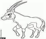 Salvajes Malvorlagen Afrika Tiere Ausmalbilder Antilope Afrikanische Grote Gemsbok Große Afrikaanse Antilopen sketch template