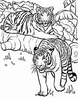 Mewarnai Harimau Bengal Tigres Realistic Cub Zoology Colornimbus Designlooter Getdrawings sketch template