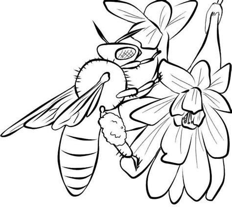 bee coloring pages  print insect coloring pages  coloring