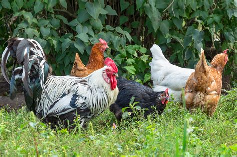 windproof  backyard chicken coop greenwood hardware