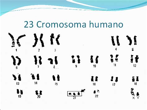 El Genoma Humano