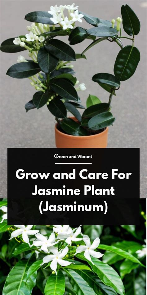 grow  care  jasmine plant jasminum treescom jasmine plant