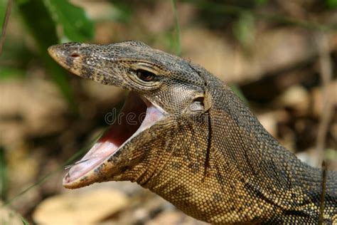 Monitor Lizard Stock Image Image Of Asia Cold Open Daytime 843053