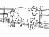 Cow Vaca Colorat Bezerro Desene Planse Vaci Vache Cows Vacas Vitel Mucche Krowa Kolorowanki Coloriages Herd Dzieci Colorare Animais Vacute sketch template