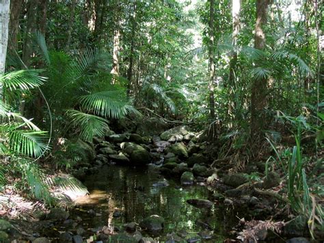 australia tropical rainforrest  photo  freeimages