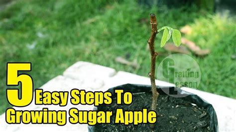 growing sugar apple  cuttings  rooting hormone youtube