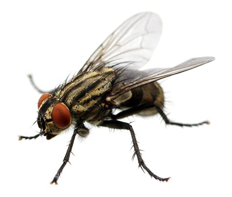 wasp flying insect control cid pest control se london kent