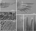 Afbeeldingsresultaten voor "polycirrus Medusa". Grootte: 116 x 100. Bron: www.researchgate.net