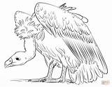 Vulture Colorear Urubu Desenho Geier Buitre Gallinazo Buitres Feia Ausmalbild Supercoloring Avvoltoio Tudodesenhos sketch template