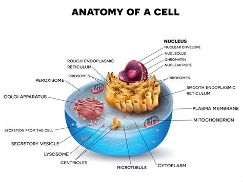 cell structure  function biology pinterest cell structure