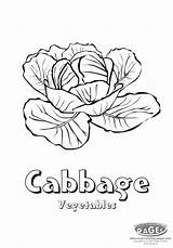 Cabbage Coloring Getcolorings sketch template