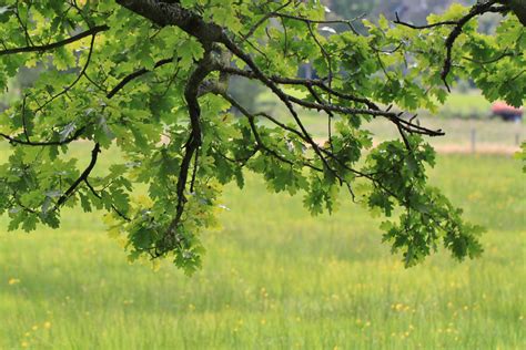 images gratuites arbre la nature branche prairie lumiere du