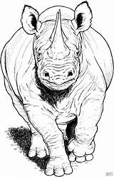 Rinoceronte Negro Nashorn Supercoloring Rhinoceros Spitzmaulnashorn Tiere Designlooter Rinocerontes Dá Utilizar Sketchbook Edin Durmisevic sketch template