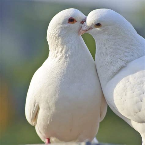 doves learn  nature