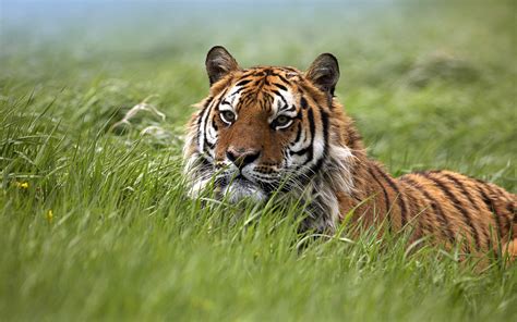 animals tiger wallpapers hd desktop  mobile backgrounds