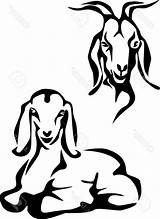 Goat Nubian Drawing Head Goats Clipart Drawings Farm Getdrawings Baby Choose Board Logo sketch template