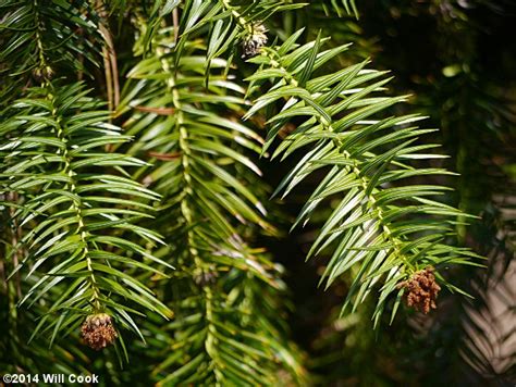 china fir cunninghamia lanceolata