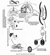 Ascaris Life Aschelminthes Lumbricoides Cycle Notes Study History Egg sketch template