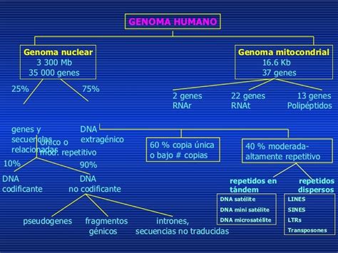 Estructura Y Funciones Del Genoma Humano