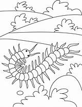 Centipede Coloring Pages Field Animal Kids Round Insect Colouring Insects Sheets Preschool Bugs Choose Board sketch template